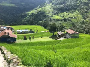 birethanti-reisfelder-nepal-annapurna-trekking